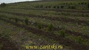 Содержание почвы в саду черной смородины. Многолетнее