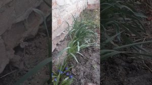 Три подкормки нарциссов: весной до цветения, во время ?