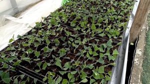 Черенкование гортензии в кассетах и ее доращивание 🌿