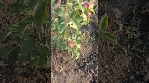 Обзор и плодоношение яблонь сорта Хани Крисп и Уэлси в