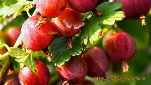 Крыжовник обыкновенная Варшавский 🌿 обзор: как сажат