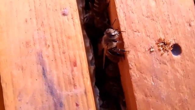 Подсадка одной из запасных маток в проблемную семью п смотреть онлайн