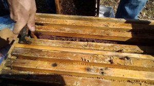 Развитие слабых пчелиных семей весной.Что делать, есл?