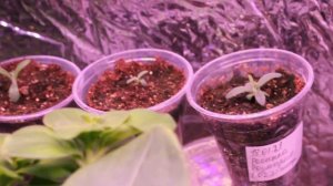 Розмарин из семян. Пикировка розмарина. Комнатные цве?