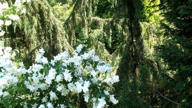 Садовый мир. Многолетние цветы. Хвойные для сада. Жива? смотреть онлайн