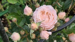 Новинка в моём Саду Плетистая Роза  , Kletterrose, 💥New  DREAMS ?