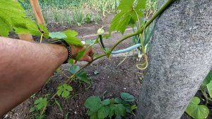 Виноград не растёт 3 года? Сделай это — и пойдут лозы!