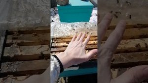 Весенняя подкормка пчел. Сироп для пчёл с перцем и дро?