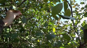 ОБРЕЗКА ВИШНИ кустовидной. Как переформировать крону.