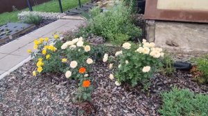 Питомник гортензий с нуля