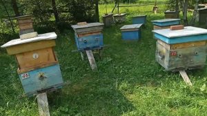Плодные матки карника ЛУНЦ Ф-1 . Есть в наличии . ватсап