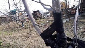 Как реально спасти яблони от мышей и зайцев