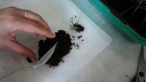 Рассада томатов "в пеленках"