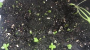 Молодило из семян!!! Супер результат!!!