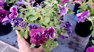 Рассада цветов на продажу! Мысли вслух...