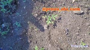 ЧЕРРИ вредители?? НАШЕСТВИЕ рассады!! 🍅🍅🍅#рассадапо