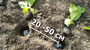 Выращивание табака: практический опыт высадки рассад?