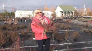 "Дачные советы с Галиной Старосельцевой" новый выпуск