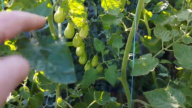 Обзор сортов черри Pera Naranja, КУМКВАТ РОЗОВЫЙ ОПАЛ