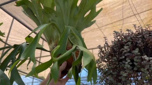 КУПИЛ ОЧЕНЬ ДОРОГИЕ И РЕДКИЕ РАСТЕНИЯ НА WEEKEND FLOWER MARKET В