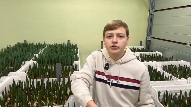 Как мы смотрим за тюльпаном в момент роста? Какой раст? смотреть онлайн