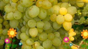 Виноград плодовый кишмиш №342. Краткий обзор, описание
