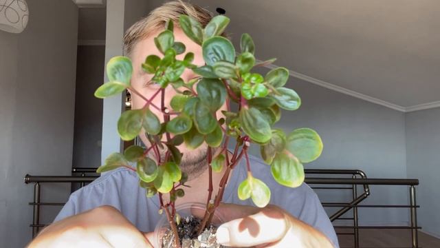 Новые растения бесплатно