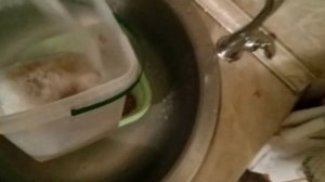 Как правильно прорастить рожь  Полезные советы читайт