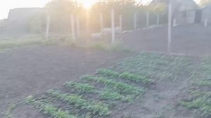 ЖИВУ ОДНА В ДЕРЕВНЕ / УЖЕ СОБИРАЮ УРОЖАЙ / ПРИГОТОВИЛА ?