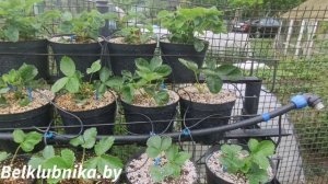 Клубника в трубах, подвесных грядках. Версия 2.0 Belklubnika.b