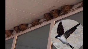 Что значит, если ласточки вьют гнездо в доме?