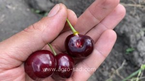 Черешня Ред Пасифик (Red Pacific) - Агро Сад 2024