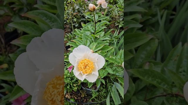 Молодые ПИОНЫ. Моя весенняя коллекция, май 2024 (небольш?