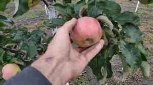 Яблоня Золотой Ренет. Эта яблоня должна быть у каждого