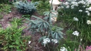 22.08.25 Хвойный Сад Надежды ч3