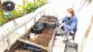 Быстрое размножение малины крапивкой и маточным корн?