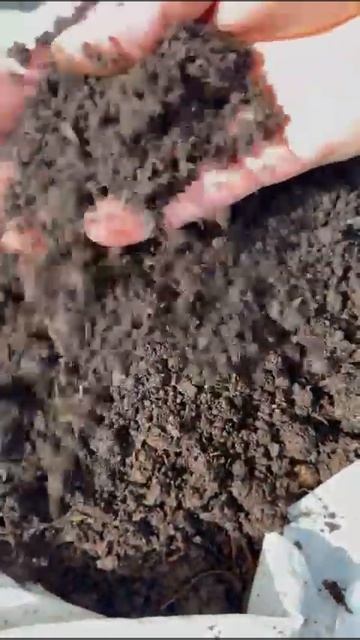 Эко Удобрение для огорода из под шампиньонов Компост ?