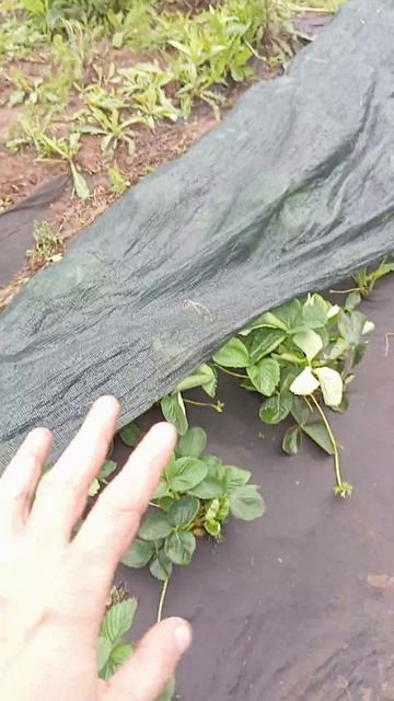 Сорт клубники Молинг Столетия.