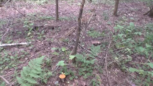 Собираем грибы. Первые белые грибы 2025 года. смотреть онлайн