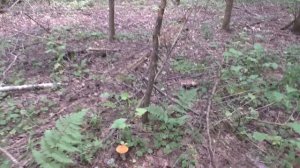 Собираем грибы. Первые белые грибы 2025 года.