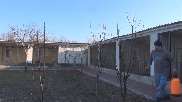Весенняя обработка деревьев смотреть онлайн