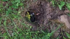 Похороны кротика🪦На даче у подруги🌷