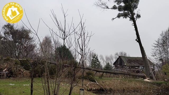 Дереья 🌳 у пруда - Нужны ли деревья🌳 возле водоёма? смотреть онлайн