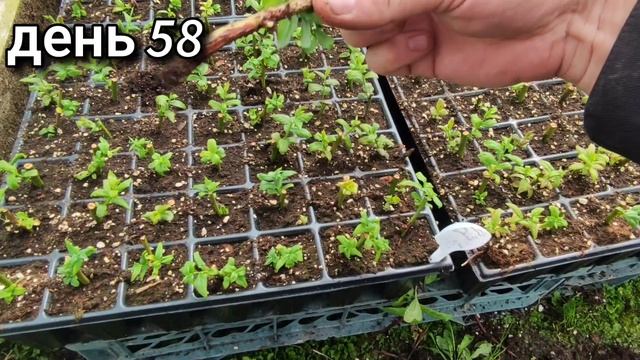 День 58. Укоренение (черенкование) голубики и жимолости