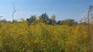 Золотарник медонос в помощь подготовки пчелиних семе?