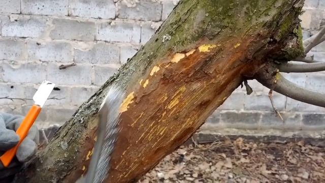 Профилактика проблемных мест на стволах деревьев смотреть онлайн