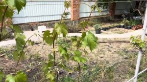 Что делать, если виноград весной замерз