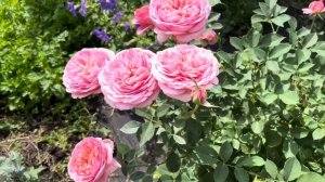 Роза Boscobel (Боскобель), Austin Великобритания, 2012(19.07.24)втор