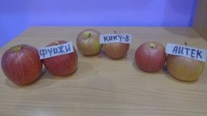 Яблоки Фуджи разных сортов.