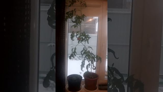 ПОМИДОРНОЕ ДЕРЕВО или томат Спрут. Первые плоды. смотреть онлайн